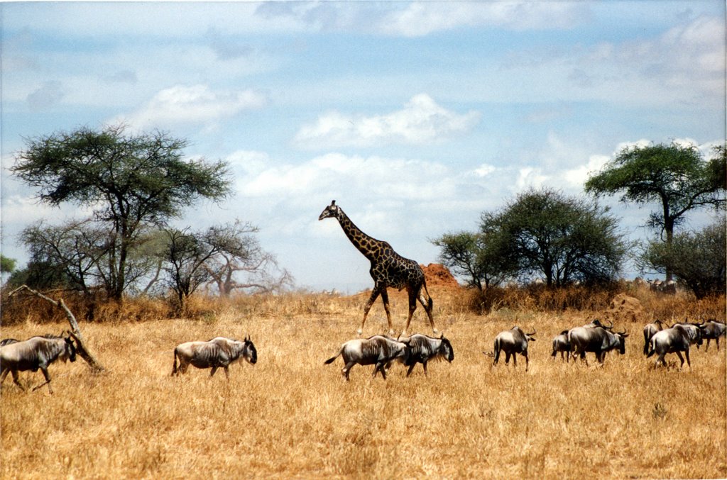 Savana